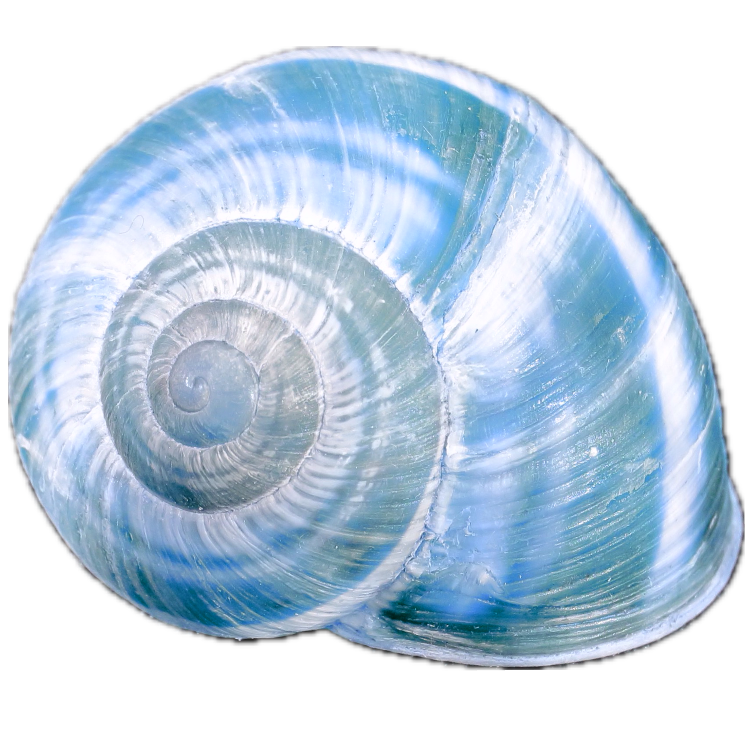 blue shell 1
