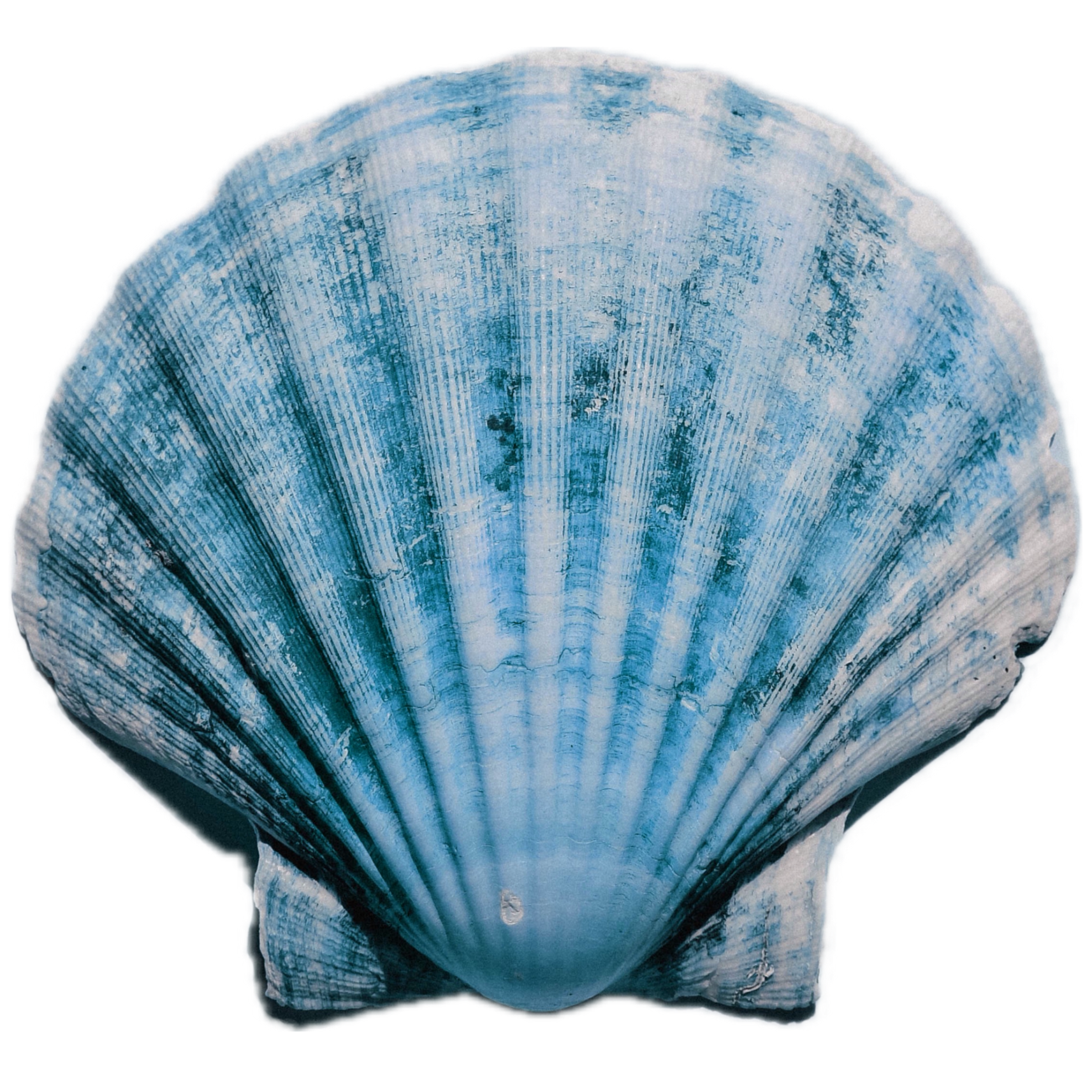 blue shell 2