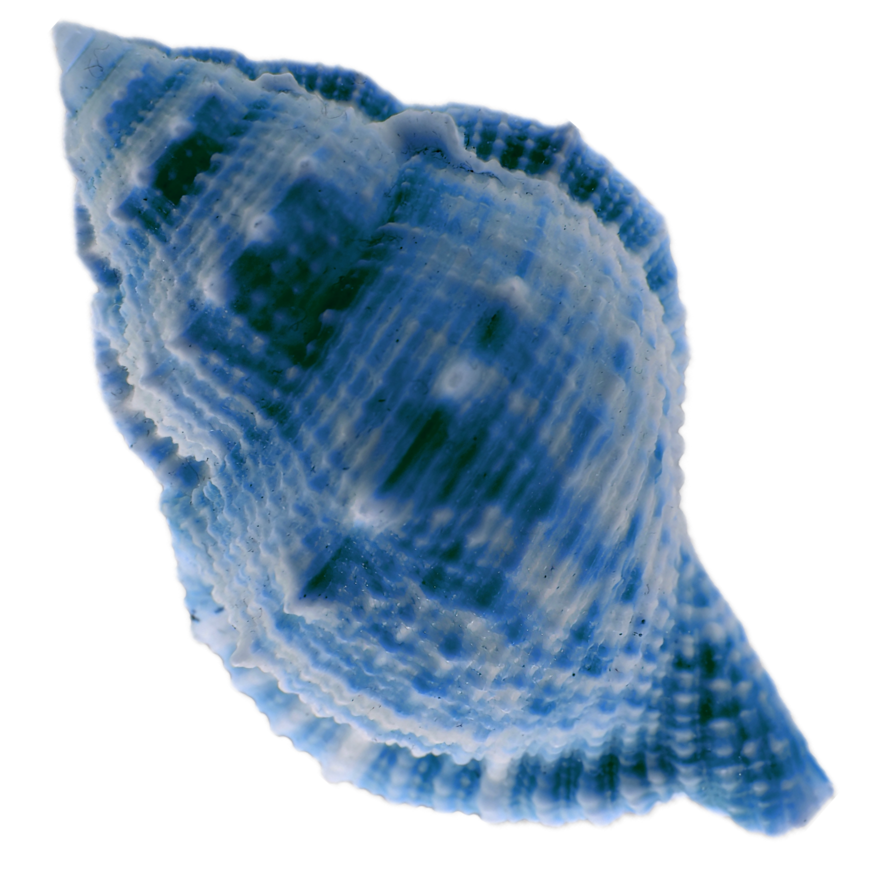 blue shell 3